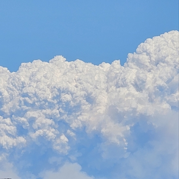 Meet your Posher, Bee - Picture 1 of 1